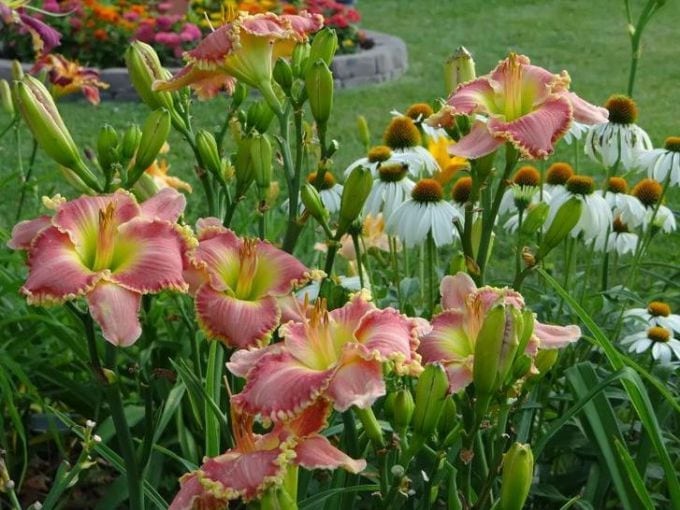 Почему у лилейников мельчают цветки?
