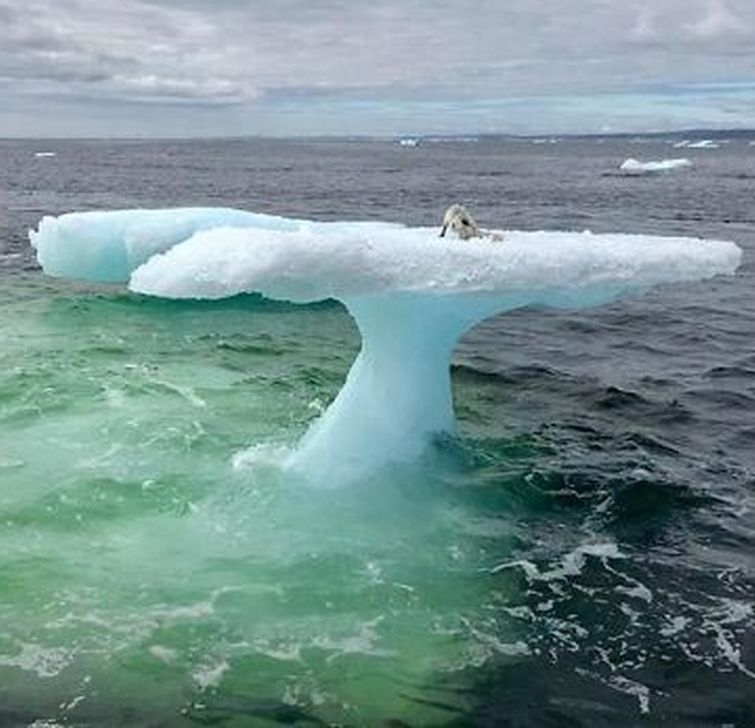Рыбаки подумали, что нашли тюленя, плывущего на айсберге, но затем они подплыли ближе