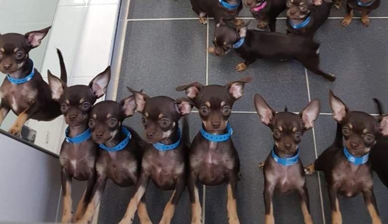 У самой клонируемой собаки в мире имеется полсотни «копий»