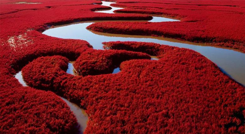 Красный пляж Поднебесной – сюрреалистическое зрелище