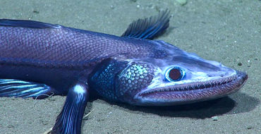 У берегов США нашли «глубоководные пельмени» и рыбу-гермафродита