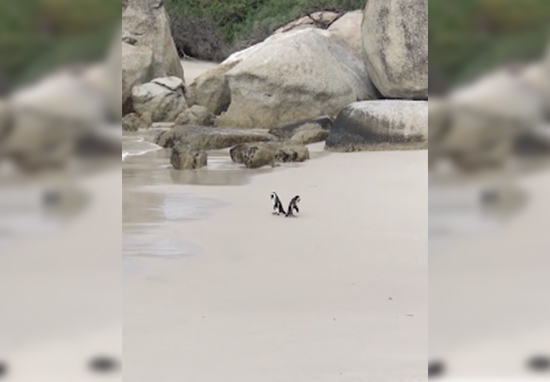 Два пингвина  гуляют по пляжу. Совсем как люди..