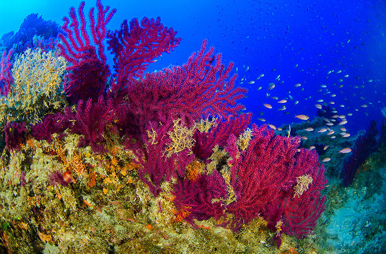 У островов Италии нашли коралловые леса