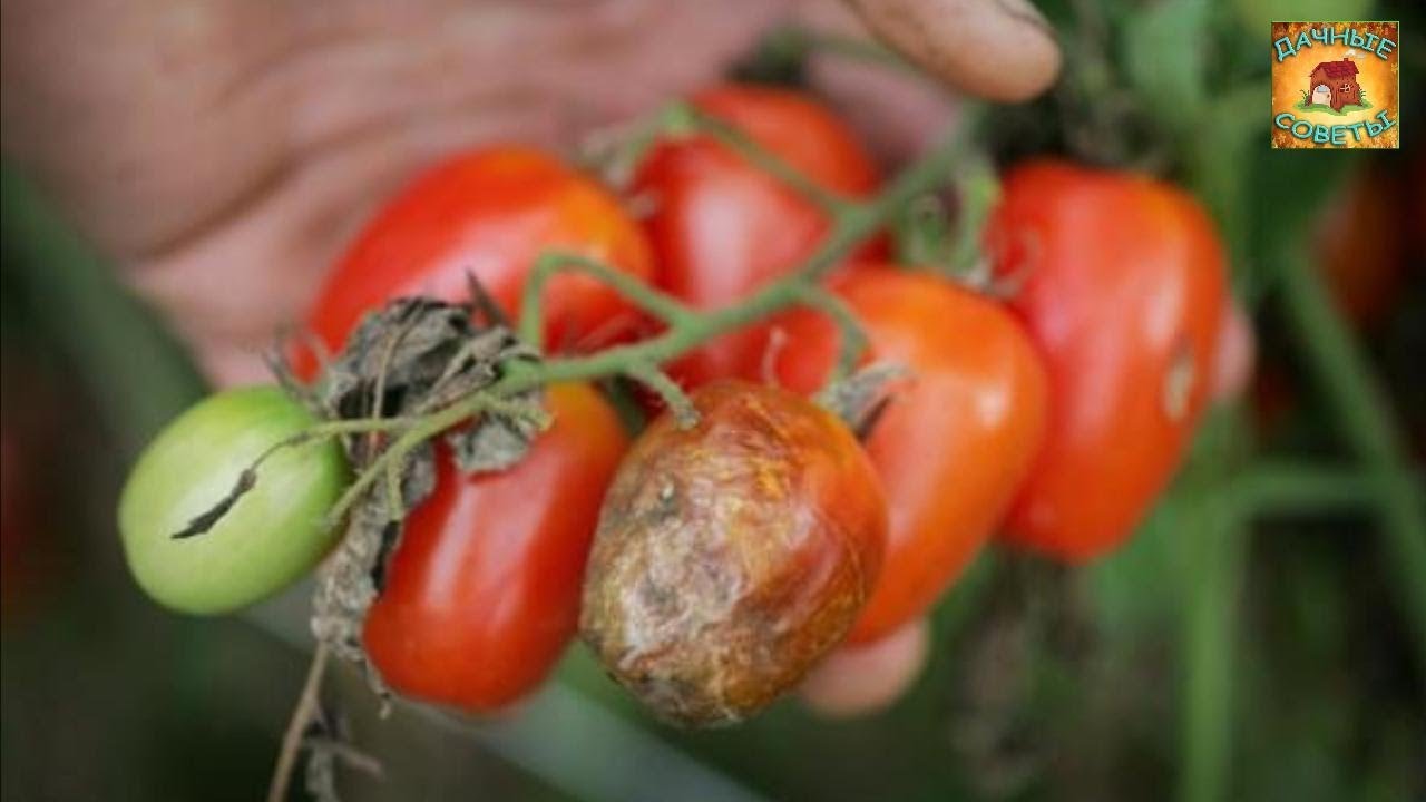 Чем обработать ПОМИДОРЫ ОТ ФИТОФТОРЫ Проверенные НАРОДНЫЕ СРЕДСТВА от фитофторы на томатах