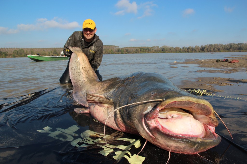 Сомы-гиганты: странные рыбы из радиоактивного чернобыльского пруда