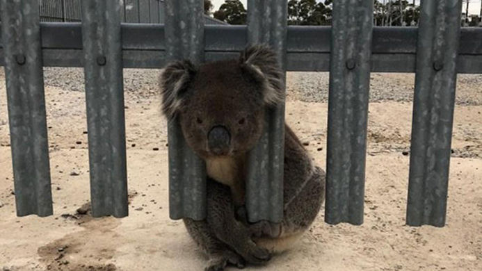 самая неудачливая коала в Австралии