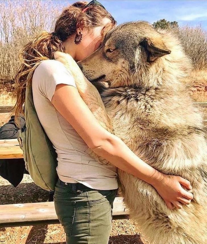 Волкособы — 60-килограммовые нежные гиганты, которые очень любят обниматься