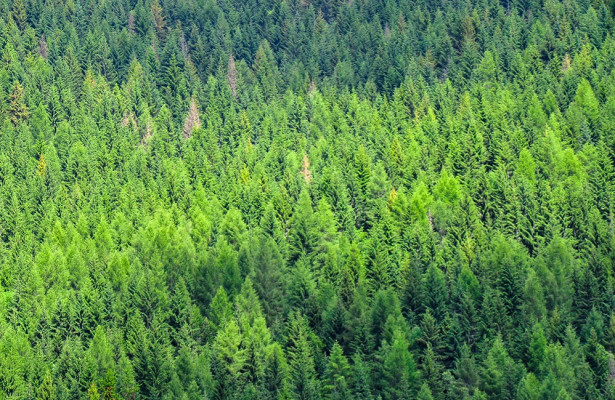 Таяние вечной мерзлоты благоприятно повлияет на самые распространенные леса России