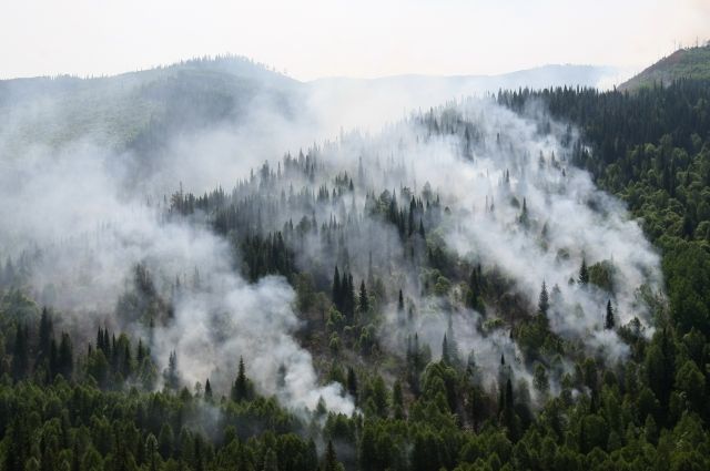 В России за сутки потушили более 60 лесных пожаров