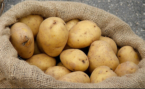 Почему картошка стала не такой вкусной, как в былые времена?