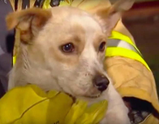Пожарные ахнули, когда поняли, почему собака не хотела покидать горящий дом