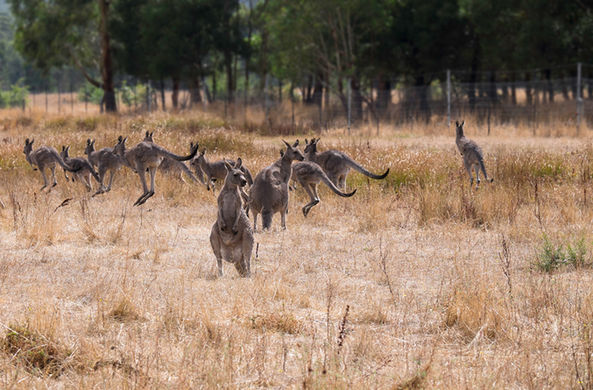 Полчища кенгуру в Австралии совершают нашествия на пастбища