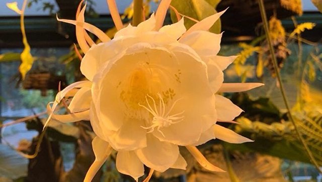 В Аптекарском огороде МГУ расцвел редкий кактус "Подлунная красавица"