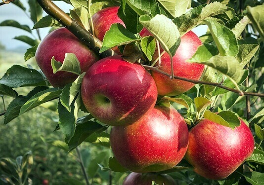 Что делать, если гниют яблоки и груши на дереве?