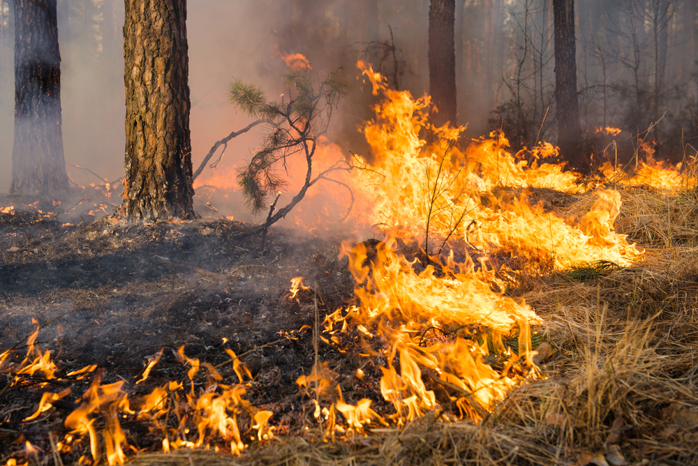 Лесной пожар в Калифорнии признан крупнейшим в истории штата