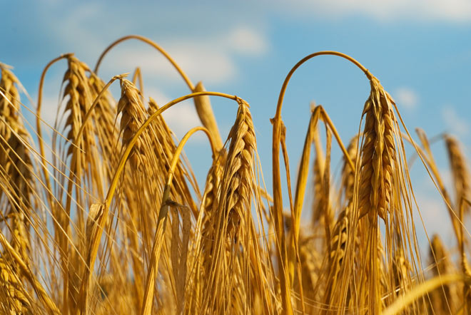 Засуха погубила зерновые в Башкирии