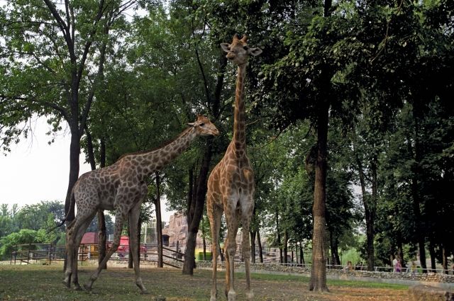 Жираф Самсон из Московского зоопарка отметил 25-летний юбилей