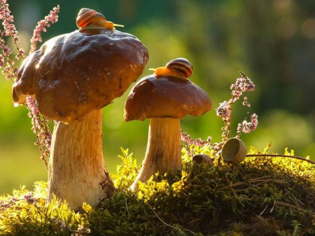 Роспотребнадзор рассказал, чем опасны обычные грибы