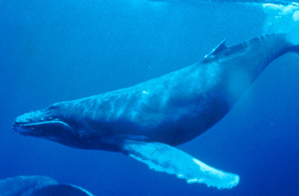 В Чили освободили кита, запутавшегося в сетях