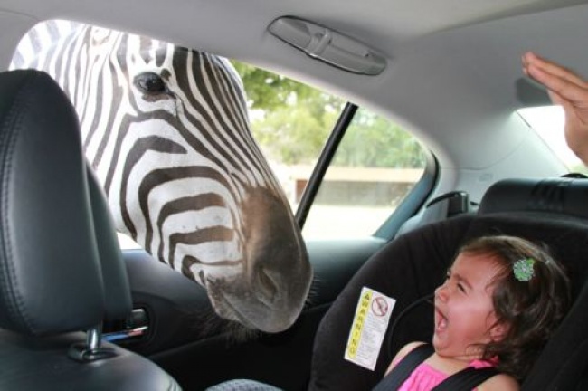 Видеофакт: зебра выпрашивает у туристов еду