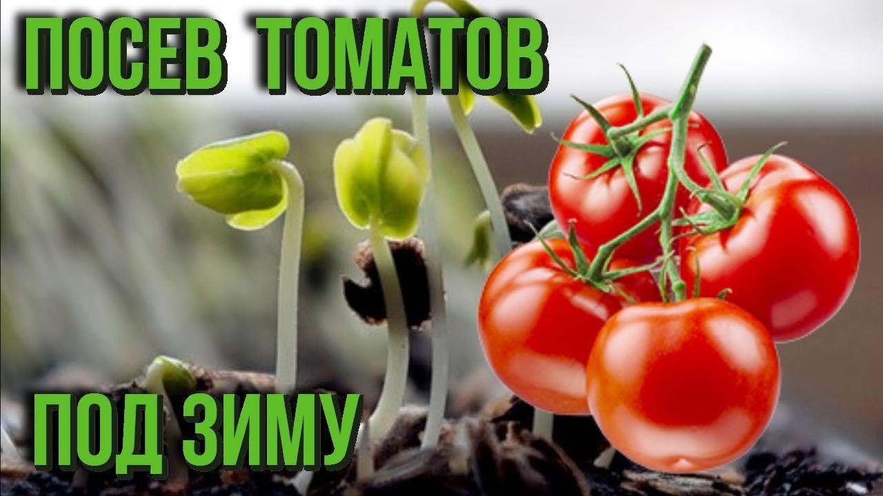 Уникальный способ посева томатов... под зиму Необычное выращивание рассады помидор Дачные советы