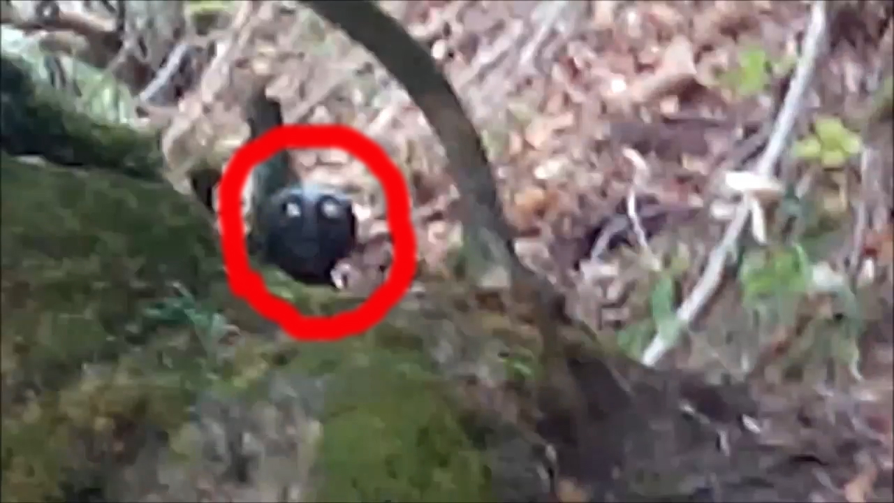Странное существо напугало туриста в лесу