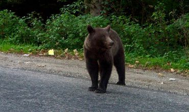 В Румынии жандармы освободили застрявшего в мусорном контейнере медвежонка