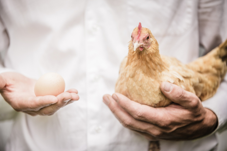 Физики объяснили парадокс курицы и яйца