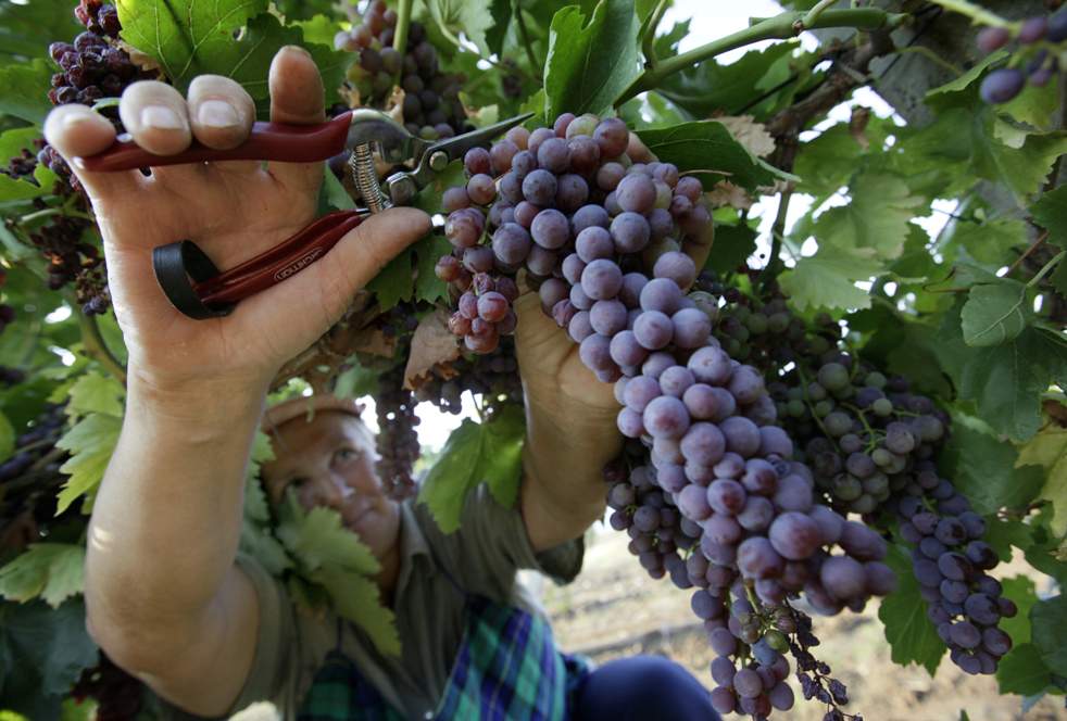 Битва за урожай: в Молдове поставили виноградный рекорд