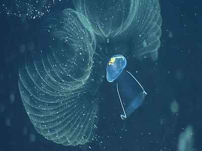 Загадочные существа «раскидывают» пластик по всему океану + 2 ВИДЕО.