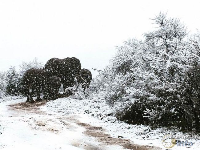 Южную Африку завалило снегом