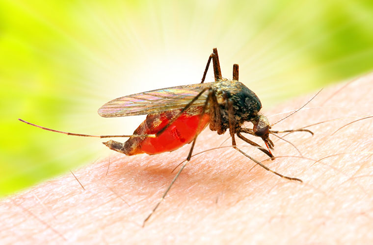 Дикая пчела: любопытные факты о комарах