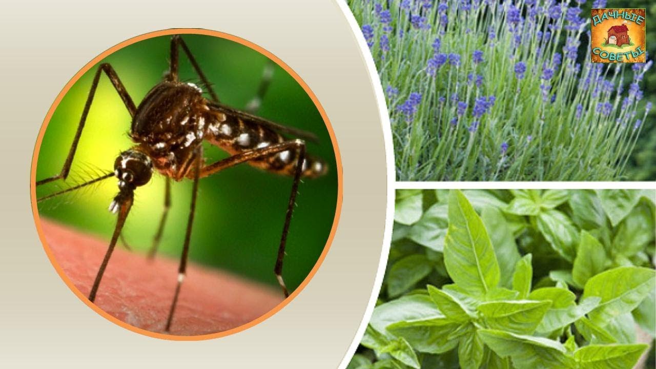 Невероятно НО ЭТО РАБОТАЕТ Вот какие растения отпугивают комаров Самые полезные советы для ДАЧИ