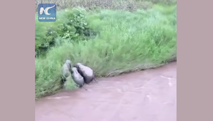 Слонихи спасли детеныша, тонувшего в китайской реке. Видео