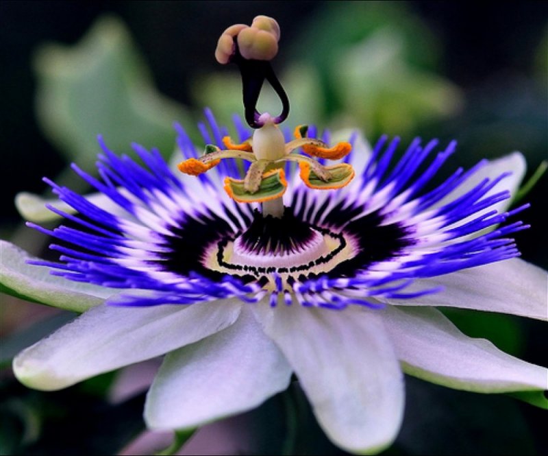 Самые необычные цветы в мире