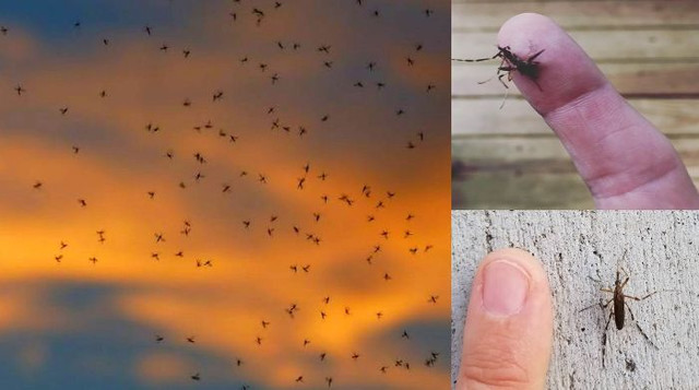 Гигантские комары атакуют Северную Каролину