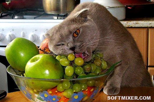 Кошки знающие толк в еде