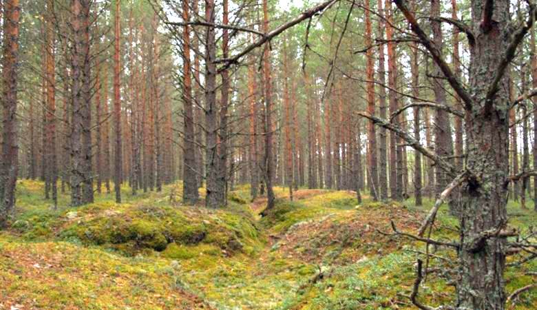 Аномальное место посреди леса повстречали грибники в Самарской области