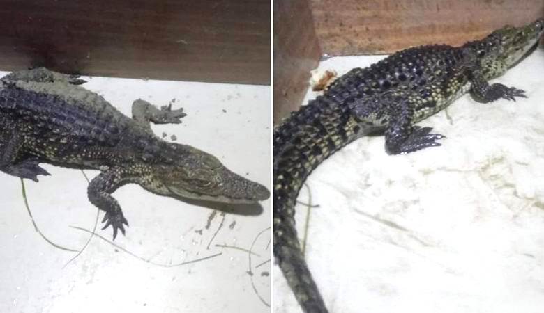 В Анапе поймали нильского крокодила