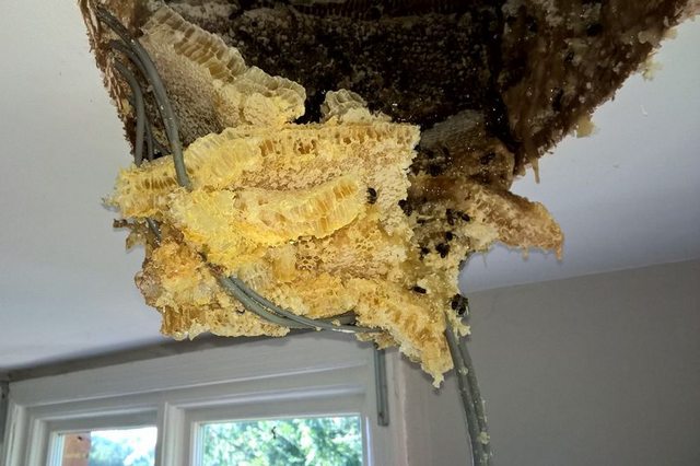 Семья обнаружила гигантский улей на чердаке, когда с потолка начал капать мёд