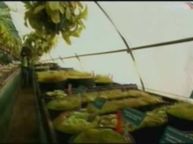 Разум растений. Потрясающий документальный фильм! [ВИДЕО]
