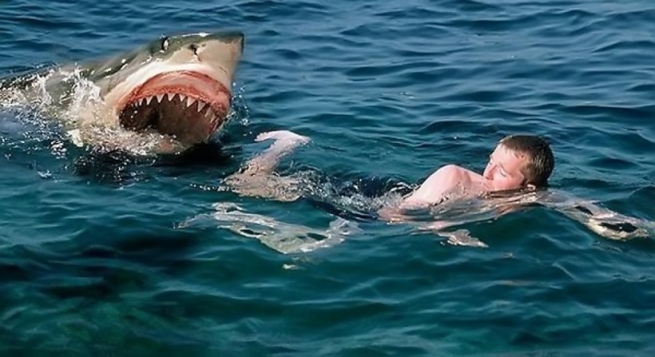 Необычные находки в желудках акул