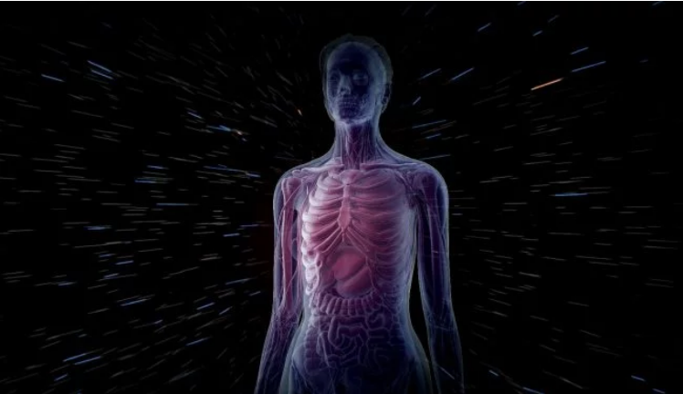 Ученые разрабатывают самую детализированную 3D-модель человеческого организма