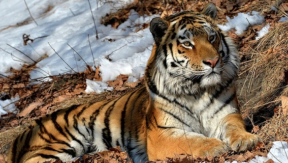 Ученых удивило дружелюбие амурского тигра