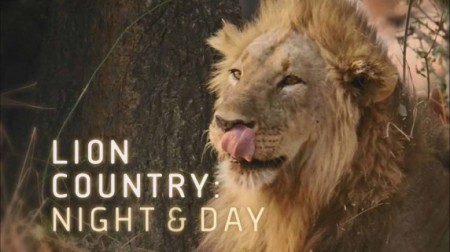 Львиная страна: ночь и день / National Geographic