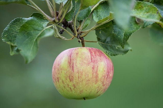 Как правильно собирать яблоки?