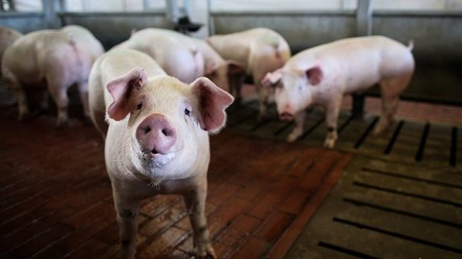 Натуральное свинство: Европа требует от России компенсации за контрсанкции