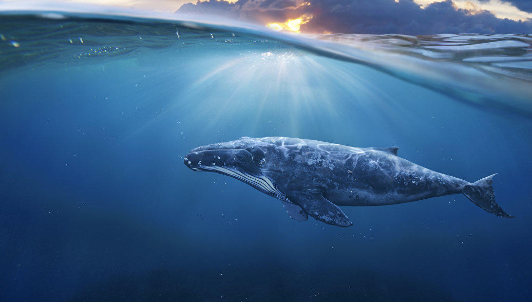 В Средиземном море китов избавят от шума