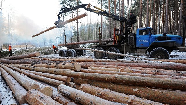 Россия готова запретить экспорт древесины в Китай, заявил глава Минприроды