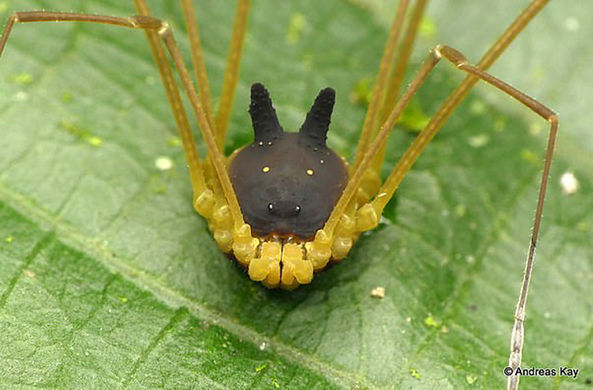 Эквадорский паучок с необычной формой тела покорил Сеть